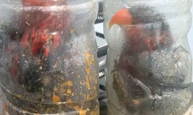 Nuri Kepala Hitam Diselundupkan dalam Botol, Karantina Sulsel Lakukan Penahanan 