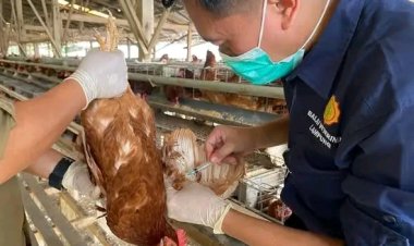 Cegah Tetelo, Kementan Perkuat Vaksinasi untuk Lindungi Peternak Unggas