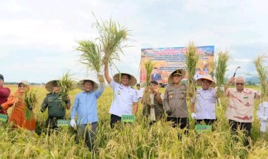 Bupati Bantaeng Hadiri Panen Perdana Penangkaran Padi Genjah dan Jagung Hasil Kolaborasi dengan Unhas