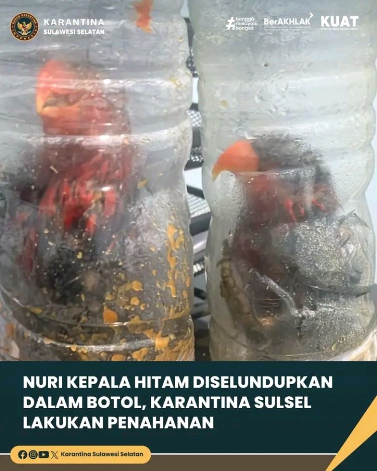 Nuri Kepala Hitam Diselundupkan dalam Botol, Karantina Sulsel Lakukan Penahanan 