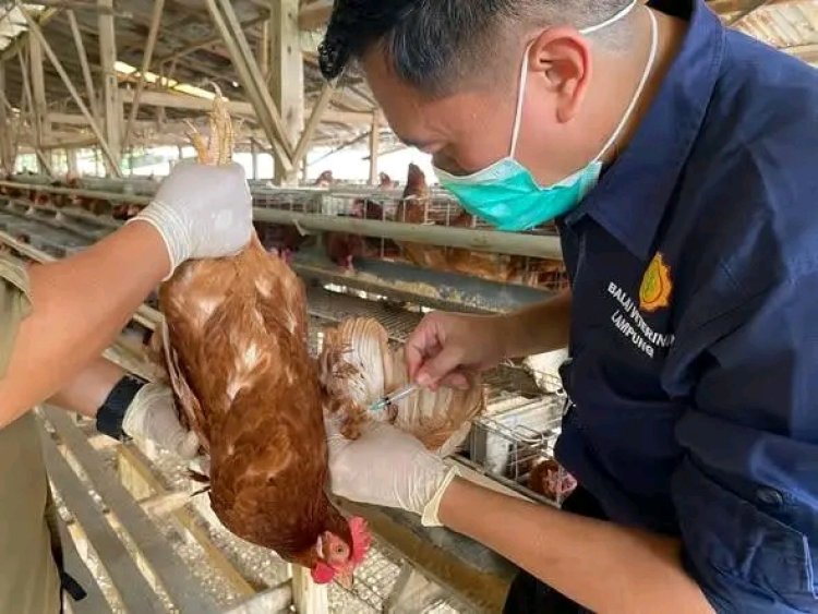 Cegah Tetelo, Kementan Perkuat Vaksinasi untuk Lindungi Peternak Unggas